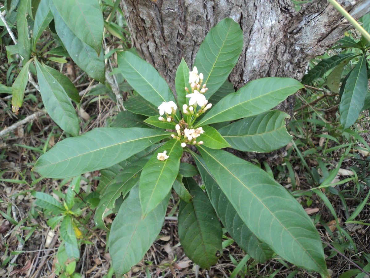 Rauvolfia verticillata (Lour.) Baill.